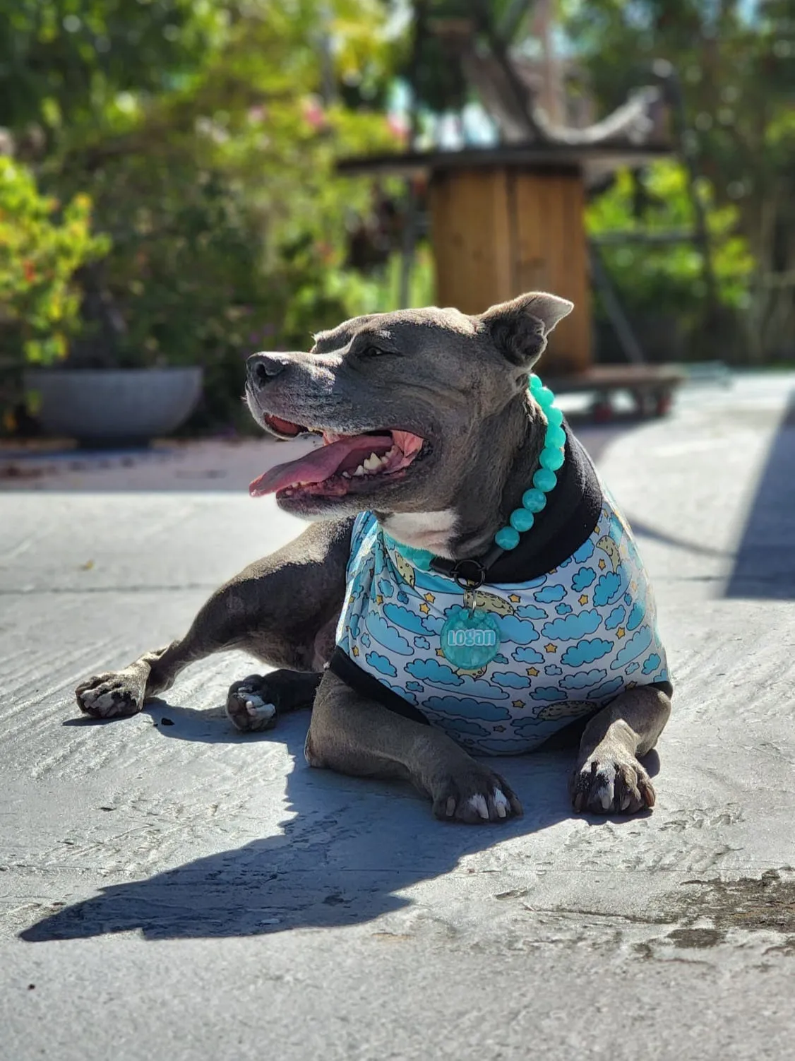 Sleepy Moon Dog Pajamas