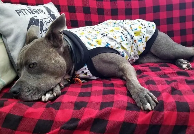 Under the Sea Dog Pajamas