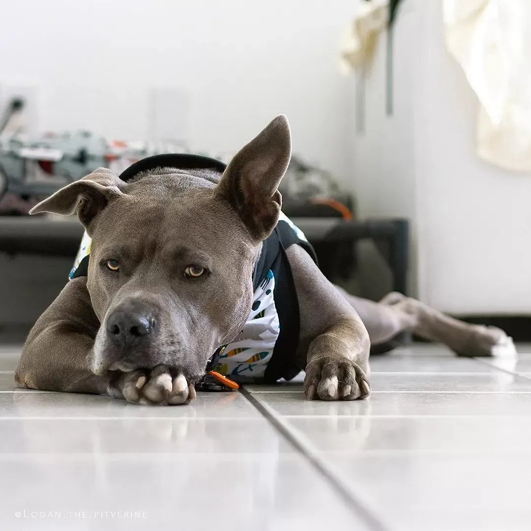 Under the Sea Dog Pajamas